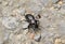 Violet ground beetle