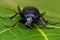 Violet ground beetle, Carabus violaceus in close-up