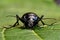 Violet ground beetle, Carabus violaceus in close-up