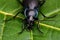 Violet ground beetle, Carabus violaceus in close-up