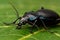 Violet ground beetle, Carabus violaceus in close-up