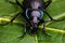 Violet ground beetle, Carabus violaceus in close-up