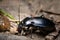 A violet ground beetle eating a slug