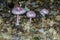 Violet group of mushrooms