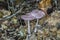 Violet group of mushrooms