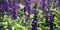 Violet Growing Sage - toned image. Autumn Flowerbed.
