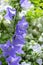 Violet harebell flowers in the garden