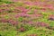 Violet heather in summer at Cap FrÃ©hel