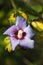 Violet hibiscus flower