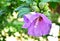 Violet hibiscus flower with rain drops