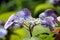 Violet honesty flower in garden