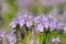 Violet  honey flowers phacelia blooms