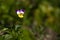 Violet horn in the spring garden