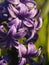 Violet hyacinth
