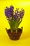 Violet hyacinth