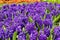 Violet hyacinth, Hyacinthus orientalis of the family Asparagaceae