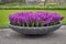 The Violet hyacinths in a giant stone vase on the path in the botanical garden