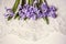 Violet hyacinths lying top on lace background