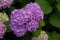 Violet hydrangea flowers