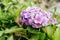 Violet hydrangea flowers in full bloom in a garden. Hydrangea bushes blossom on sunny day. Flowering hortensia plant.