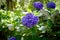 Violet hydrangea flowers - Hortensia Funchal,Madeira, Portugal