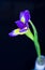 Violet iris blooming