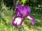 Violet iris close-up. Graceful flower in the garden