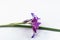 Violet iris flower on a green stalk on a white background.