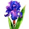 Violet iris flower isolated, watercolor illustration
