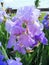 Violet iris flower with waterdrops, raindrops, close up