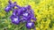 Violet Iris flowers in the wind, HD footage