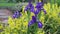 Violet Iris flowers in the wind, HD footage