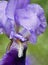 violet iris in a garden