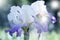 Violet iris over green meadow bright background