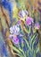 Violet irises on an abstract background