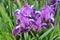 Violet irises with light blue stamens closeup