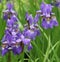 Violet irises in park