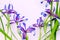 Violet irises on pink background