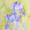Violet irises with watercolor. Fragment of the process.