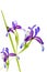 Violet irises on white background isolated