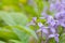 Violet Ixora or Pseuderanthemum andersonii Lindau background