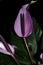 Violet laceleaf anthurium flower