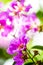 Violet Lagerstroemia floribunda flower in garden