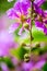 Violet Lagerstroemia floribunda flower in garden