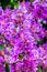 Violet Lagerstroemia floribunda flower in garden