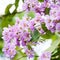 Violet Lagerstroemia speciosa flower against blue sky blooming i