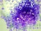 Violet lavender bath salt