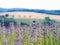 Violet lavender field blooming in summer sunlight. Sea of Lilac Flowers landscape in Provence, France. Bunch of scented flowers of