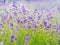 Violet lavender field blooming in summer sunlight. Sea of Lilac Flowers landscape in Provence, France. Bunch of scented flowers of