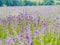 Violet lavender field blooming in summer sunlight. Sea of Lilac Flowers landscape in Provence, France. Bunch of scented flowers of